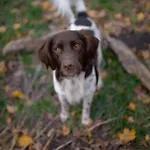 Park Wilkasy Gołdap