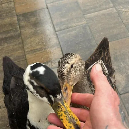 בית נופש Park Wilkasy