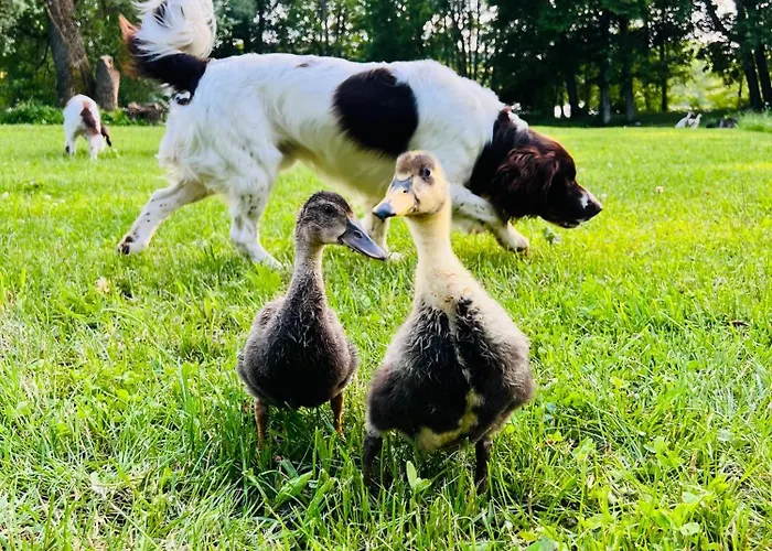 Park Wilkasy * Goldap